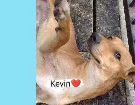 Cachorro ra a SRD idade 2 anos nome Kevin