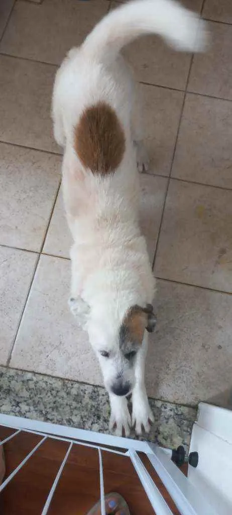 Cachorro ra a Ursinho pelo lado demais idade 4 anos nome Max 