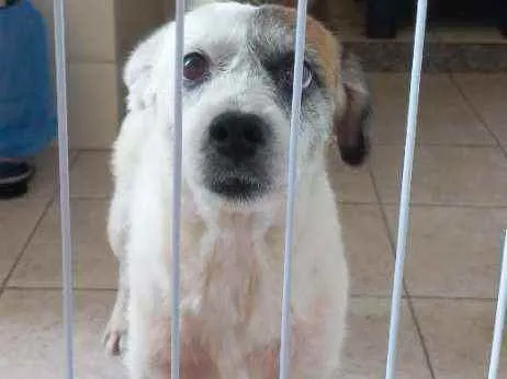 Cachorro ra a Ursinho pelo lado demais idade 4 anos nome Max 
