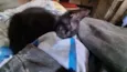 Mili