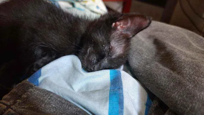Gato ra a  idade 2 a 6 meses nome Mili