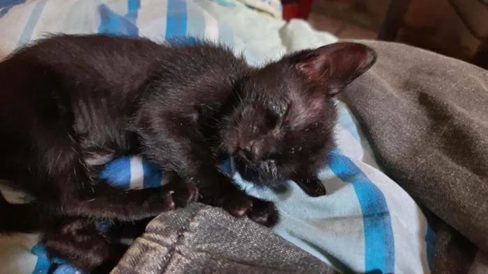 Gato ra a  idade 2 a 6 meses nome Mili