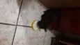 Mili