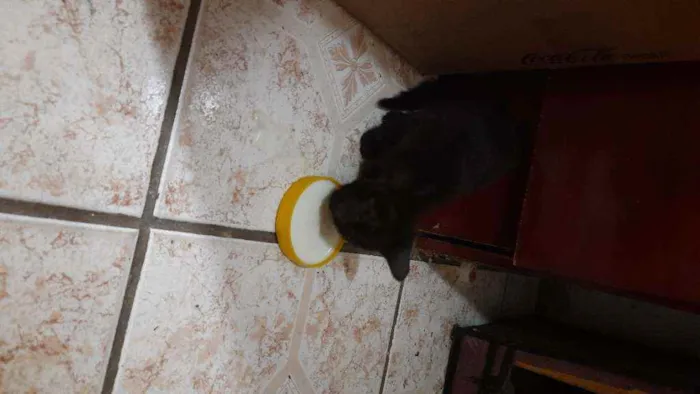 Gato ra a  idade 2 a 6 meses nome Mili