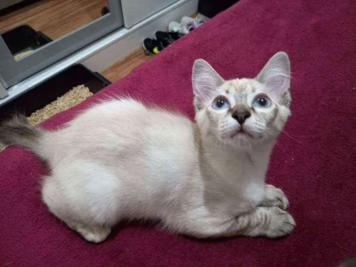 Gato raça SRD idade 2 a 6 meses nome Marilia 