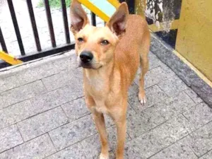 Cachorro raça SRD idade 2 anos nome Kevin