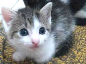 Gato raça SRD idade 2 a 6 meses nome Denguinho 
