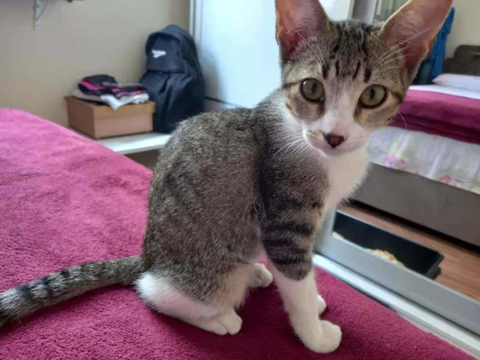 Gato raça SRD idade 2 a 6 meses nome Lyra 