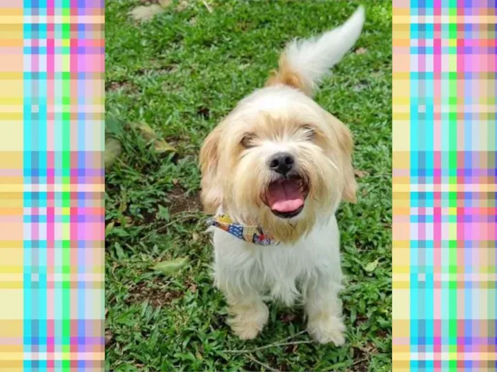 Cachorro ra a Srd idade 5 anos nome DENNY