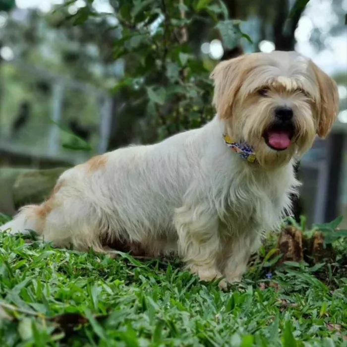 Cachorro ra a Srd idade 5 anos nome DENNY