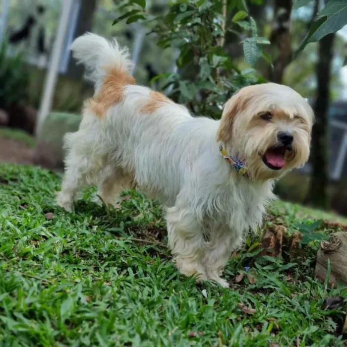 Cachorro ra a Srd idade 5 anos nome DENNY