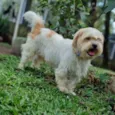DENNY