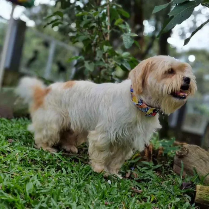 Cachorro ra a Srd idade 5 anos nome DENNY