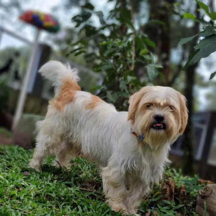 Cachorro ra a Srd idade 5 anos nome DENNY