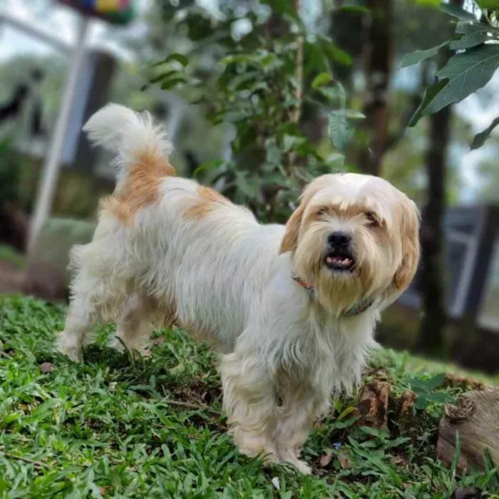 Cachorro ra a Srd idade 5 anos nome DENNY