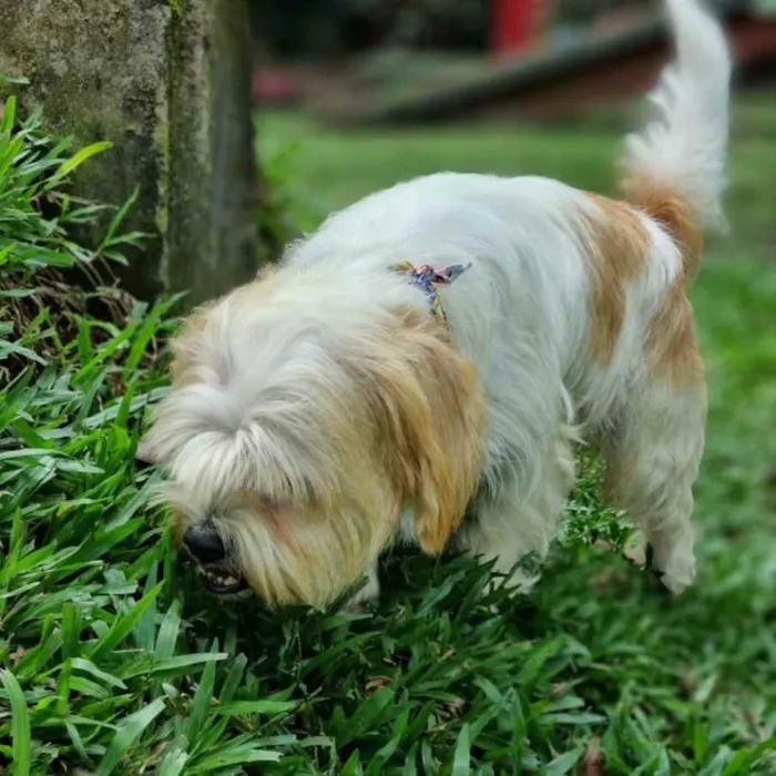 Cachorro ra a Srd idade 5 anos nome DENNY