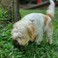 DENNY