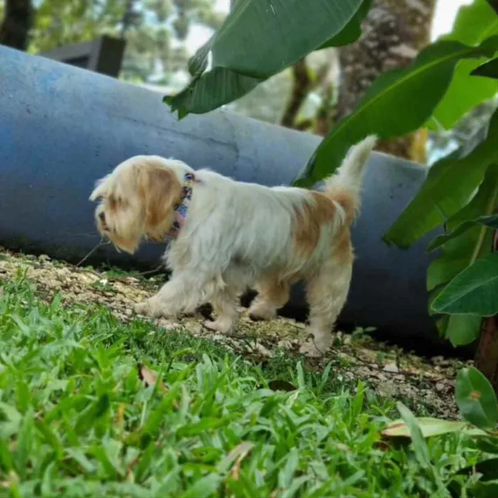 Cachorro ra a Srd idade 5 anos nome DENNY