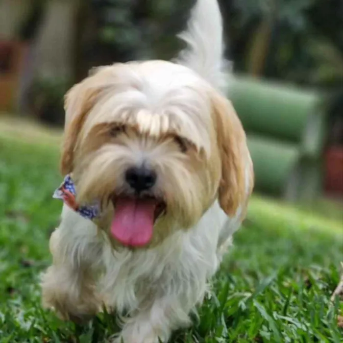 Cachorro ra a Srd idade 5 anos nome DENNY
