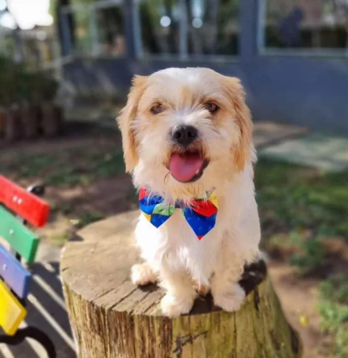 Cachorro ra a Srd idade 5 anos nome DENNY