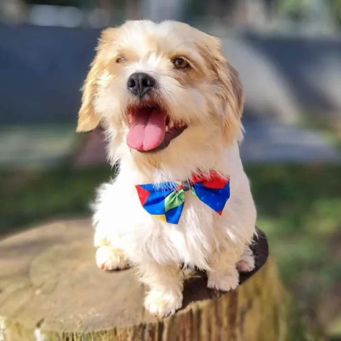 Cachorro ra a Srd idade 5 anos nome DENNY