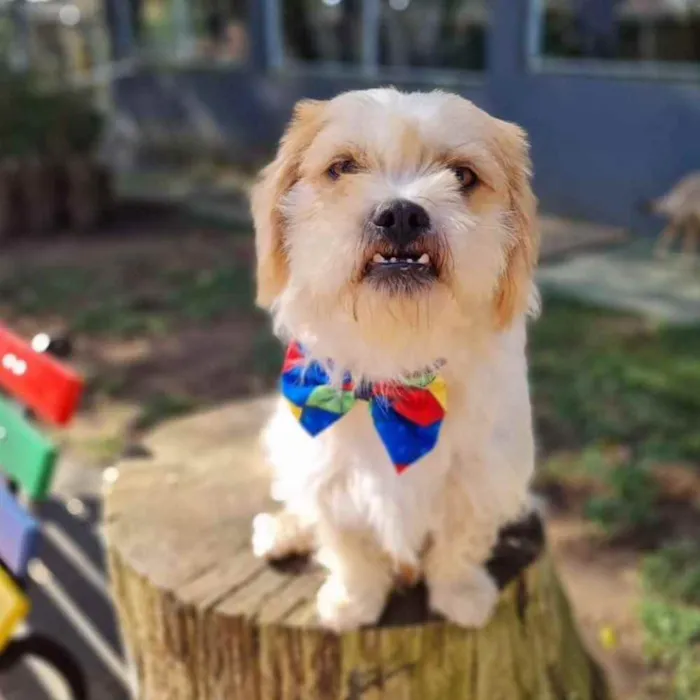 Cachorro ra a Srd idade 5 anos nome DENNY