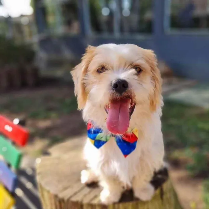 Cachorro ra a Srd idade 5 anos nome DENNY
