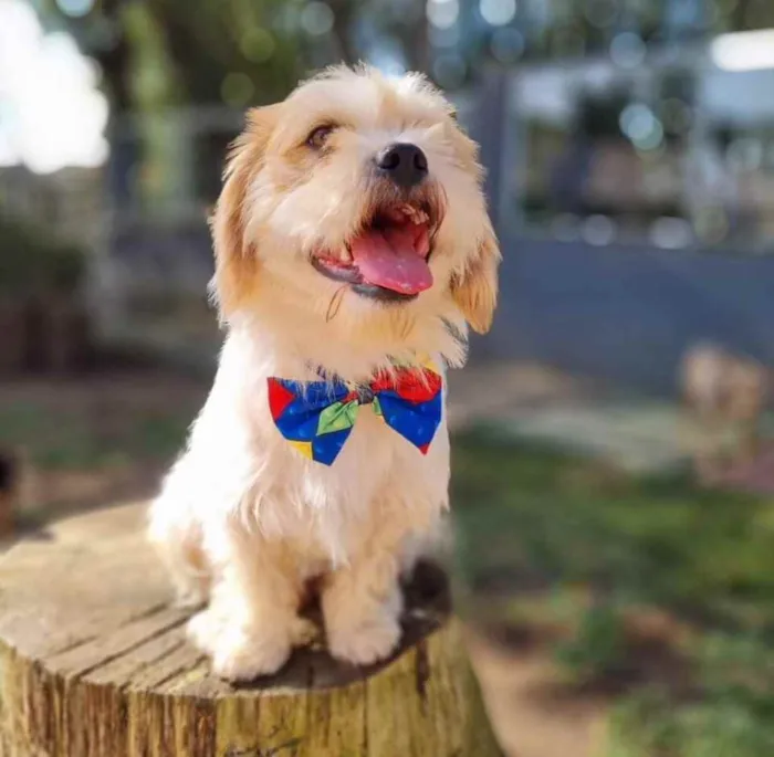 Cachorro ra a Srd idade 5 anos nome DENNY