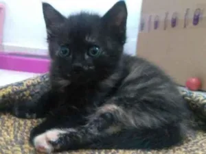 Gato raça SRD idade 2 a 6 meses nome Rory