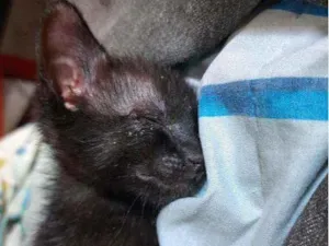 Gato raça  idade 2 a 6 meses nome Mili