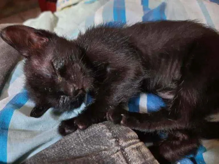 Gato ra a  idade 2 a 6 meses nome Mili