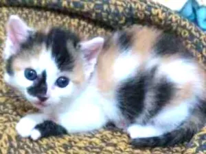 Gato raça SRD idade 2 a 6 meses nome Trisha