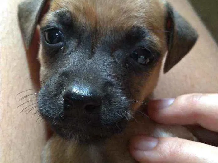 Cachorro ra a Caramelo idade Abaixo de 2 meses nome Sem nome 