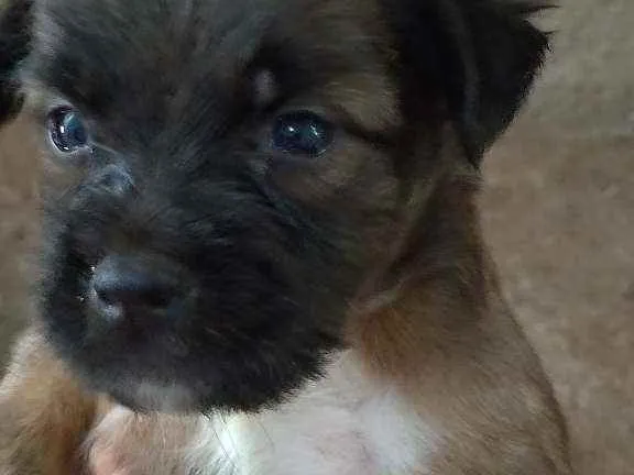 Cachorro ra a Caramelo idade Abaixo de 2 meses nome Sem nome 