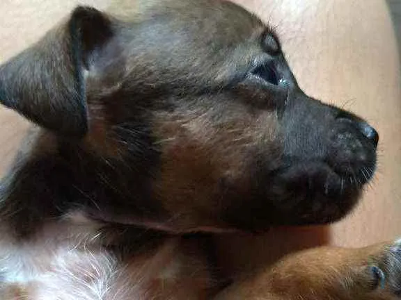 Cachorro ra a Caramelo idade Abaixo de 2 meses nome Sem nome 