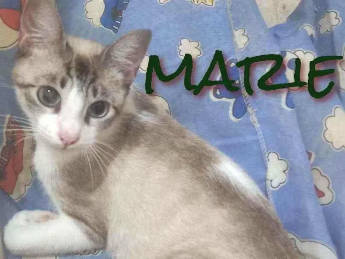 Gato raça SRD idade 7 a 11 meses nome MARIE