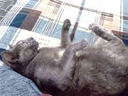 Gato raça Não tem idade 2 anos nome Mimi