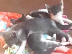 Gato raça Não sei  idade Abaixo de 2 meses nome Chiclete, Babalu, Co