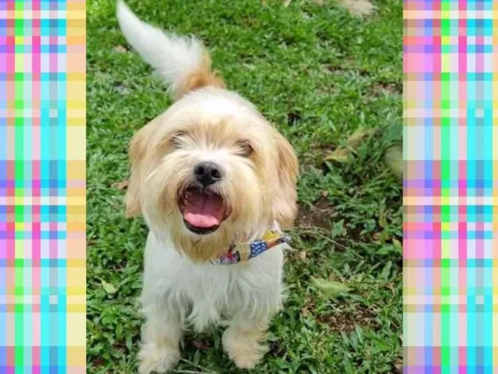 Cachorro ra a Srd idade 5 anos nome DENNY