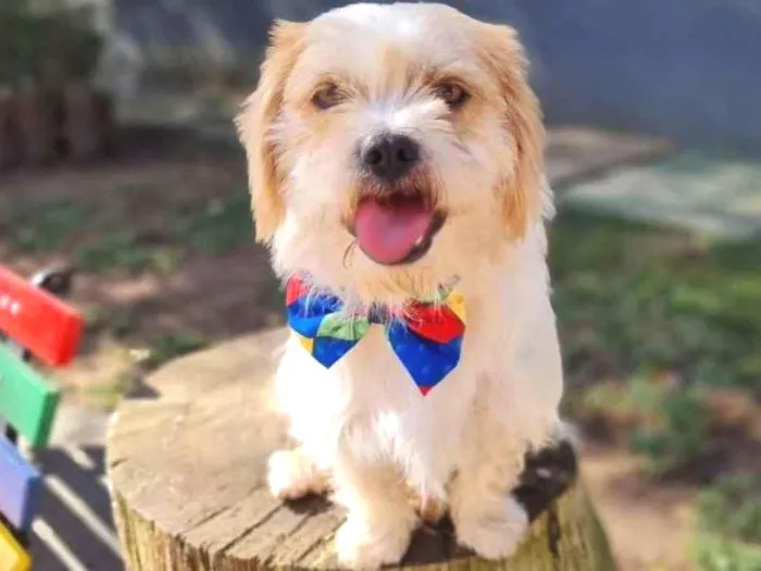 Cachorro ra a Srd idade 5 anos nome DENNY