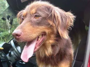 Cachorro raça Srd idade 1 ano nome Ladyy