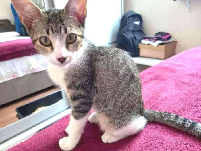 Gato raça SRD idade 2 a 6 meses nome Lyra 