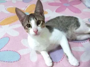Gato raça SRD idade 2 a 6 meses nome Enzo