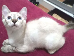 Gato raça SRD idade 2 a 6 meses nome Marilia 