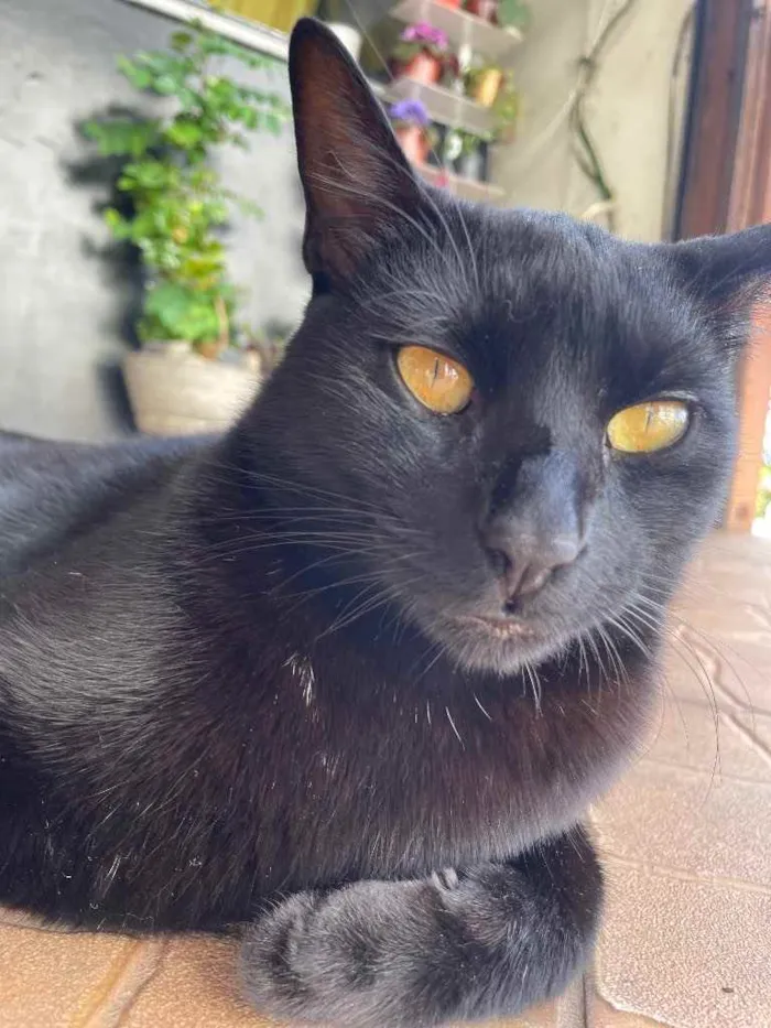 Gato ra a Preto idade 2 anos nome Negroso