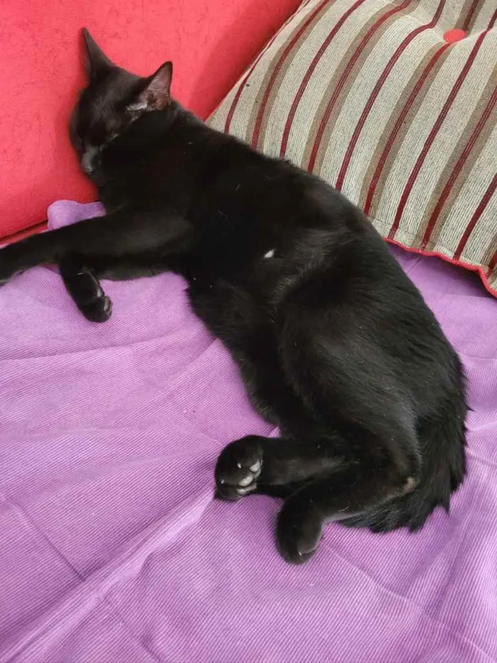 Gato ra a Preto idade 2 anos nome Negroso