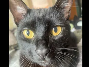Gato raça Preto idade 2 anos nome Negroso