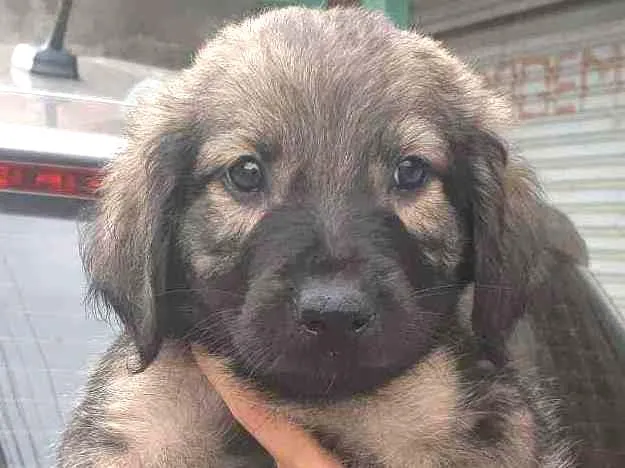 Cachorro raça SRD idade Abaixo de 2 meses nome Pietro