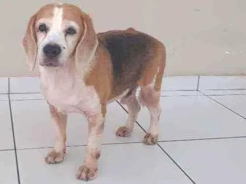 Cachorro ra a Bigle idade 6 ou mais anos nome Spark