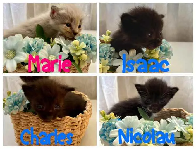 Gato ra a SRD idade Abaixo de 2 meses nome Bebês cientistas